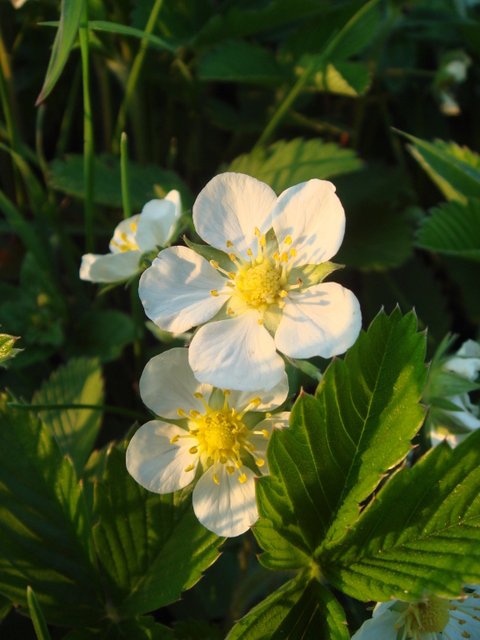 Fragaria vesca fleur